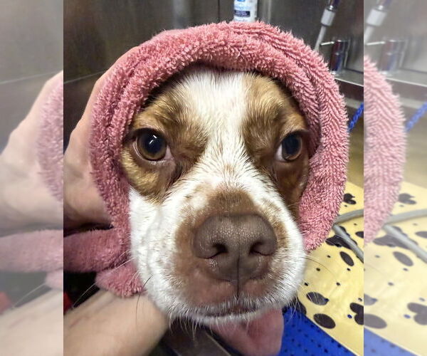 Medium Photo #8 French Bulldog-Unknown Mix Puppy For Sale in Mundelein, IL, USA