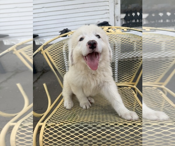 Medium Photo #1 Great Pyrenees Puppy For Sale in MOUNT PLEASANT, IA, USA