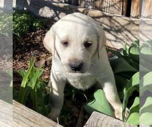 Labrador Retriever Puppy for sale in BLANCHE, NC, USA