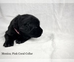 Small Photo #4 Labrador Retriever Puppy For Sale in ACWORTH, GA, USA