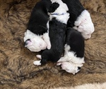 Small Photo #1 Old English Sheepdog Puppy For Sale in ACTON, CA, USA