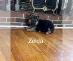 Puppy Zelda German Shepherd Dog