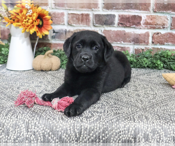 Medium Photo #1 Labrador Retriever Puppy For Sale in SYRACUSE, IN, USA