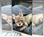Small Photo #1 French Bulldog Puppy For Sale in VALLEJO, CA, USA
