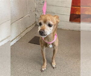 Chihuahua-Unknown Mix Dogs for adoption in San Bernardino, CA, USA