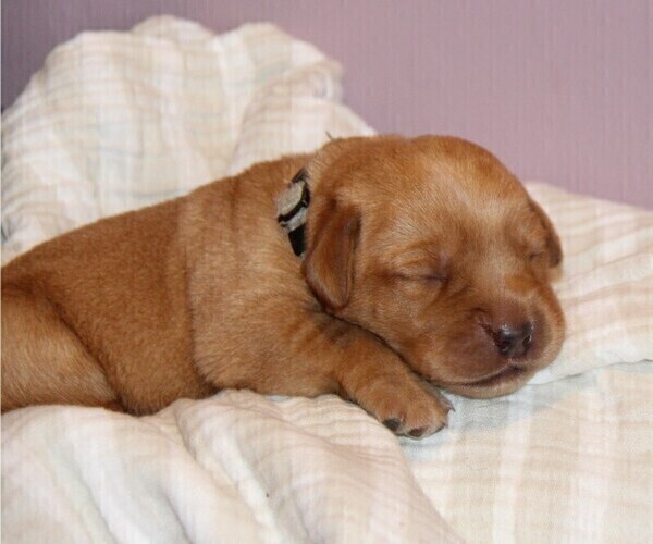 Medium Photo #8 Labrador Retriever Puppy For Sale in HYDE PARK, VT, USA