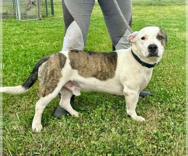 Medium Photo #6 Mutt Puppy For Sale in Abbeville, LA, USA