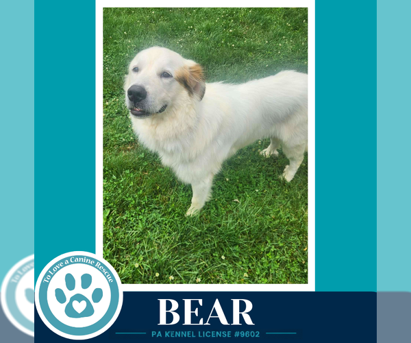 Medium Photo #2 Great Pyrenees Puppy For Sale in Kimberton, PA, USA