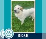 Small #1 Great Pyrenees