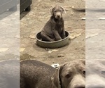 Small #19 Labrador Retriever