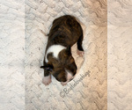 AKC Oakley - Male Boston Terrier Puppy for Sale - Photo #4