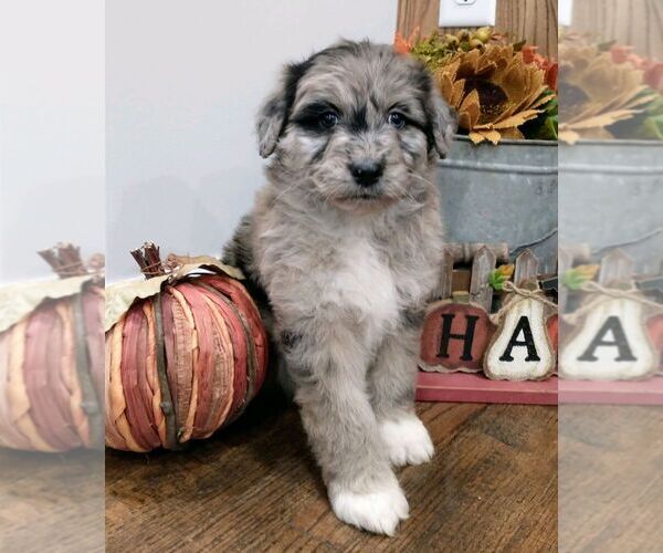 Medium Photo #8 Aussiedoodle Puppy For Sale in NEW YORK MILLS, MN, USA
