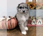 Small Photo #8 Aussiedoodle Puppy For Sale in NEW YORK MILLS, MN, USA