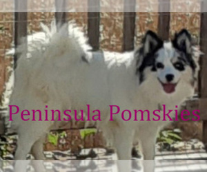 Pomsky Puppy for sale in SEQUIM, WA, USA