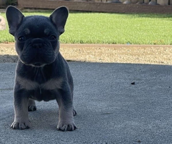 Medium Photo #3 French Bulldog Puppy For Sale in SALINAS, CA, USA