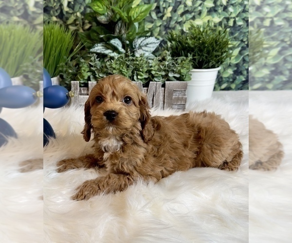 Medium Photo #3 Cockapoo Puppy For Sale in INDIANAPOLIS, IN, USA
