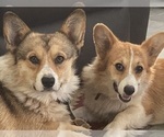Puppy Candy Pembroke Welsh Corgi
