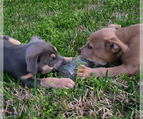 Medium Photo #5 American Pit Bull Terrier-Unknown Mix Puppy For Sale in Oakhurst, NJ, USA