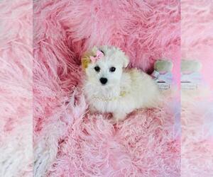 Medium Maltese