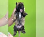Small Photo #28 Belgian Malinois Puppy For Sale in S CHARLESTON, WV, USA