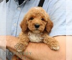 Small #4 Goldendoodle (Miniature)