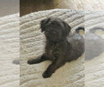 Small #2 Miniature Schnauzer Mix