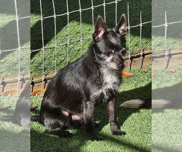 Medium Photo #4 Mutt Puppy For Sale in oakland, FL, USA