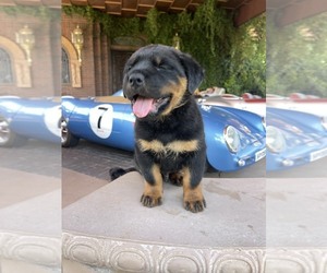 Rottweiler Puppy for sale in MARINA DEL REY, CA, USA