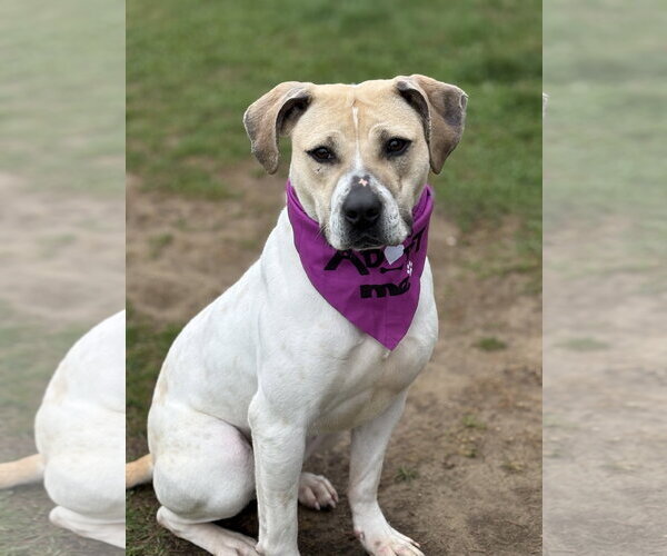 Medium Photo #7 Mutt Puppy For Sale in Spring Lake, NJ, USA