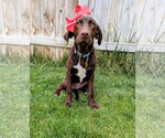 Small #7 Labrador Retriever Mix