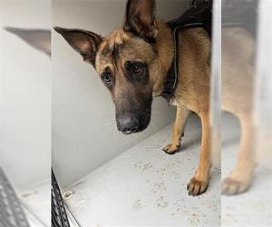 German Shepherd Dog-Unknown Mix Dogs for adoption in Houston, TX, USA