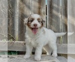 Puppy Hercules Aussiedoodle Miniature