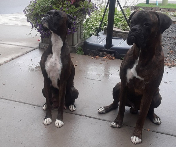 Medium Photo #1 Boxer Puppy For Sale in CHASKA, MN, USA