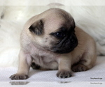 Small Photo #69 Pug Puppy For Sale in WINNSBORO, TX, USA