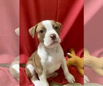 Small #3 Bullboxer Pit