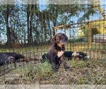 Small #4 Catahoula Leopard Dog