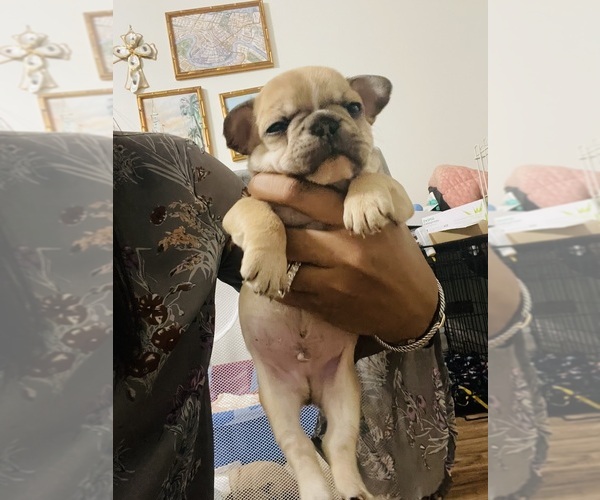 Medium Photo #1 French Bulldog Puppy For Sale in AUGUSTA, GA, USA