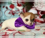 Small Photo #3 Chihuahua Puppy For Sale in LANCASTER, PA, USA