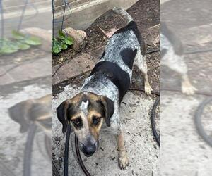 Mutt Dogs for adoption in San Antonio, TX, USA