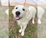 Small #3 Great Pyrenees