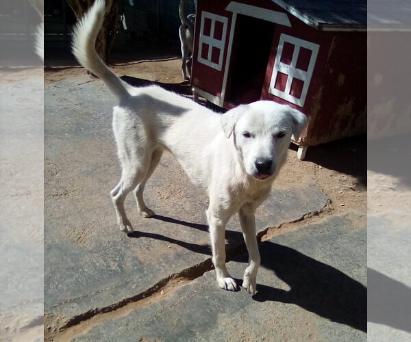 Medium Photo #1 Mutt Puppy For Sale in Apple Valley, CA, USA