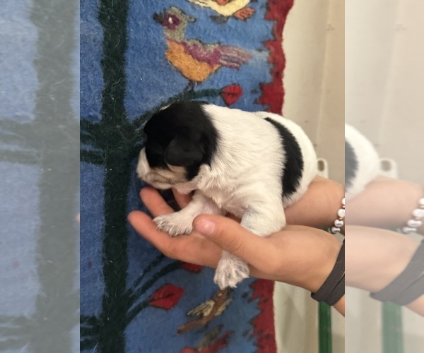 Medium Photo #8 Pembroke Welsh Corgi-Poodle (Miniature) Mix Puppy For Sale in LONGMONT, CO, USA