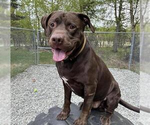 Labrador Retriever-Unknown Mix Dogs for adoption in Anchorage, AK, USA