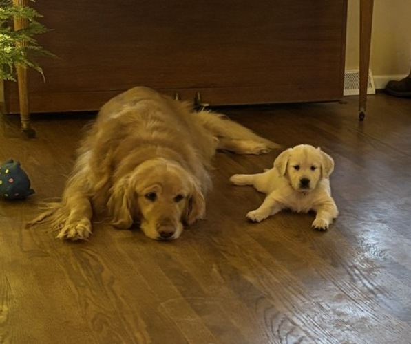 Medium Photo #1 Golden Retriever Puppy For Sale in LYNCHBURG, VA, USA