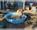 Small Photo #1 Malinois Puppy For Sale in ORCHARDS, WA, USA