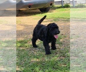 Goldendoodle Puppy for sale in FYFFE, AL, USA