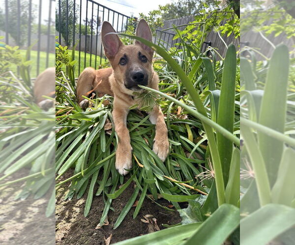 Medium Photo #7 German Shepherd Dog-Unknown Mix Puppy For Sale in West Sacramento, CA, USA