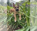 Small #6 German Shepherd Dog Mix