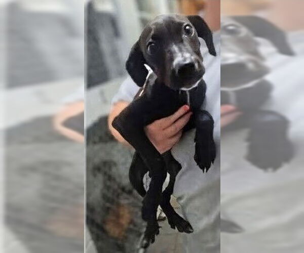 Medium Photo #8 Labrador Retriever-Unknown Mix Puppy For Sale in garner, NC, USA