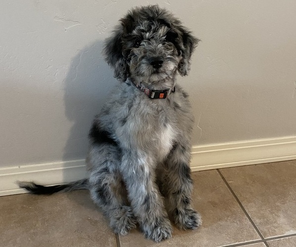 Medium Photo #5 Bernedoodle Puppy For Sale in DURANGO, CO, USA